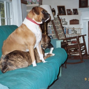 Beau sitting on Samantha