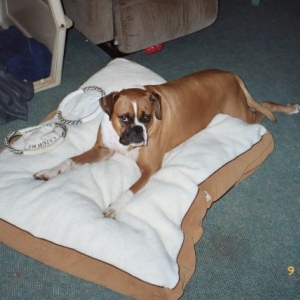 Beau on new bed