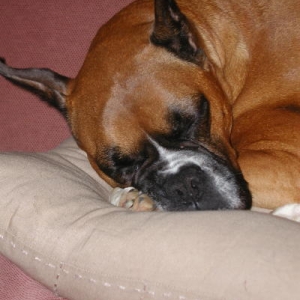 Mmmm...sleep.....
