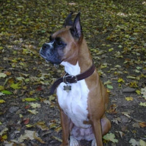 I love autumn in the woods!