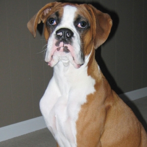 Owen - 6 months old