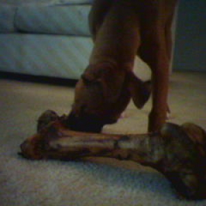 Now That is a BIG BONE!