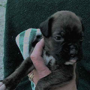 Baby Guinness (4 weeks)