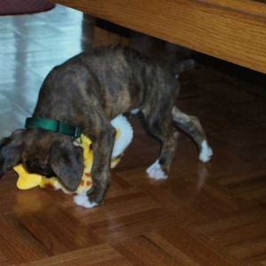 Guinness w/ ducky (7 weeks)