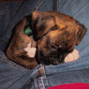 Guinness in mommy's lap (7wk)