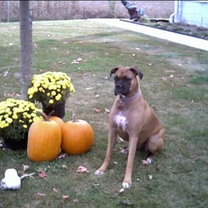 Sophie's Fall Photo