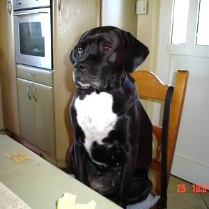 Me and my cookies I wish they flew inside my mouth!