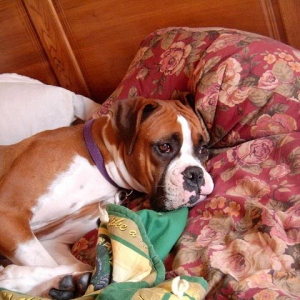 Daydreaming in unmade bed