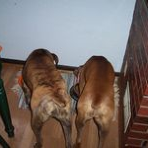 Boxer Butts!