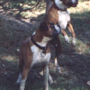 Tessa the Bouncing Boxer