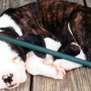 little Dixie sleeping