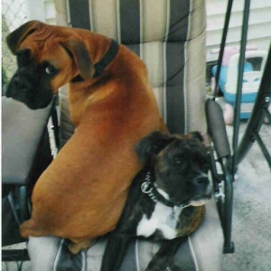 2 big dogs 1 little swing