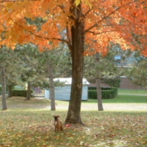 Cinnamon's 1st fall