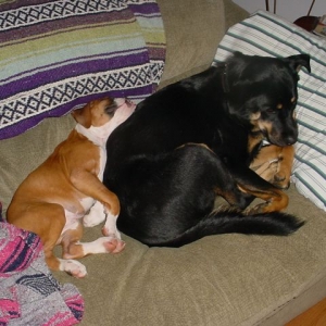 Hmmm they're not fighting
