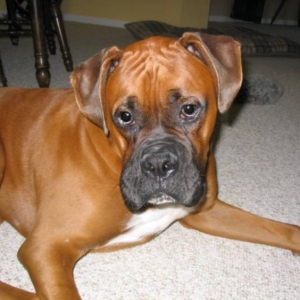 Sad little boxer face.