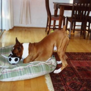 soccer_player