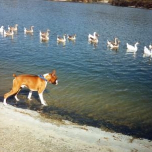fritz_and_ducks