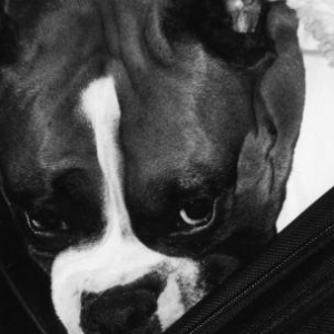 fritz_close_up