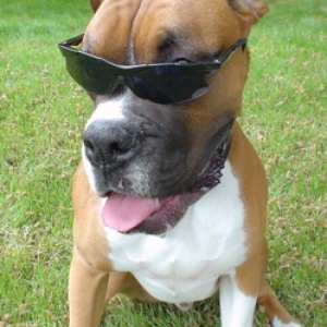 Cool dog