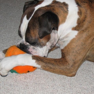 Pete plays rough with Pumpkin