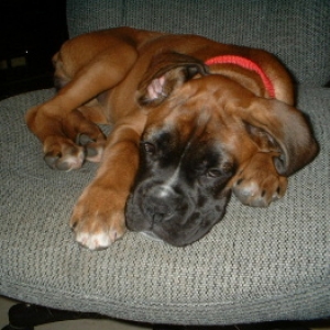 Sleeping beauty