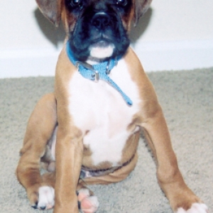 Cody at 10 weeks