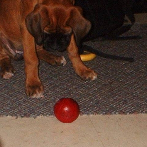 waitin for the right moment to pounce