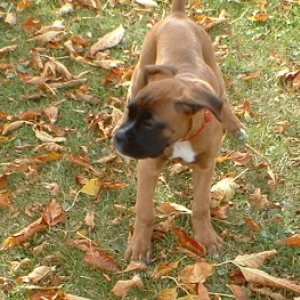rompin in the leaves