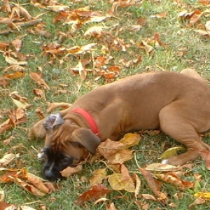 lazy puppy