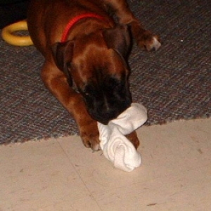 mmm yummy sock