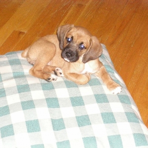 8 weeks old