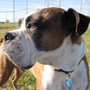 Pretty October Day - Beautiful Boxer