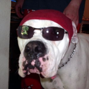Bad boy Zeus