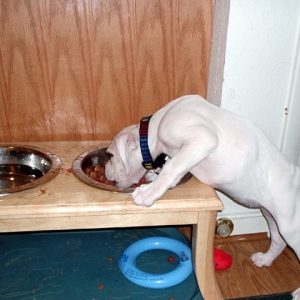 Isis in Zeus food bowl