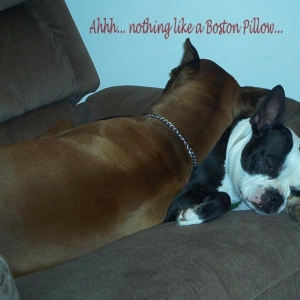 Laila_pillow