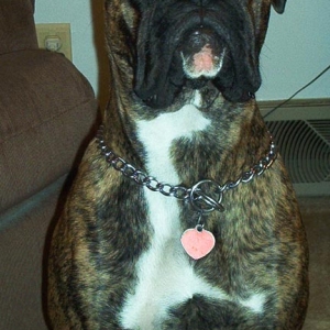 Apollo