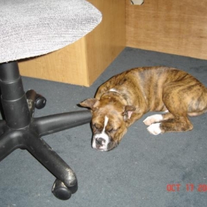Sleepin under mom's desk and her feet