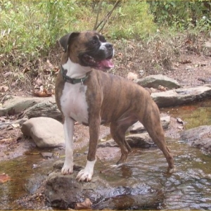 Nala at Lake Allatoona