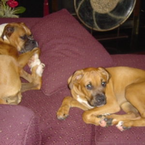 Chloe and Xander relaxing.