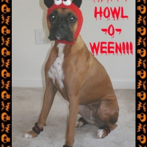 Happy Howl-o-ween