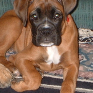 sad puppy