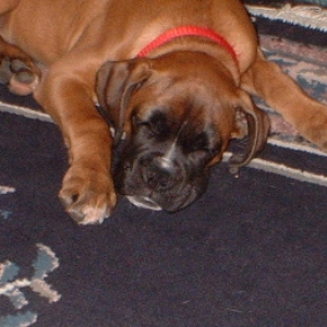sleeping beauty