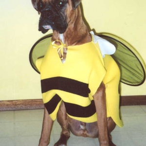 Mateus in his costume