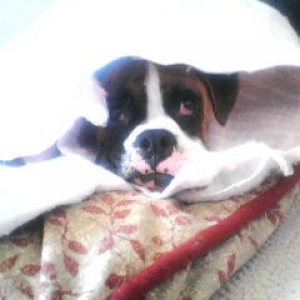 Peek a boo