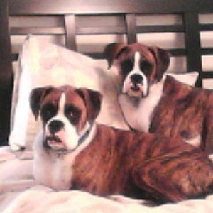raider & tank on bed