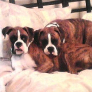 raider & tank on bed2