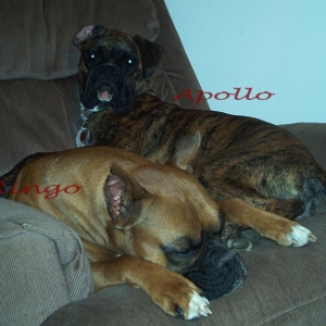 Ringo_and_Apollo_Oct_2004