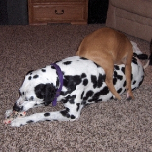 I think he layed on him in every which direction, Jasper just kept chewing
