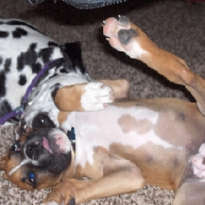 It's wrestle mania in our house every morning and evening.