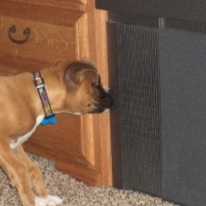 Koda hates our big screen TV, he is always barking at it!